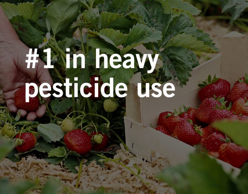 Birth defects and complications linked to pesticides