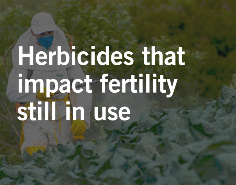 Herbicide birth defect