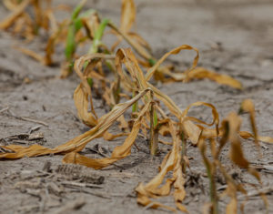 Bayer Dicamba Review